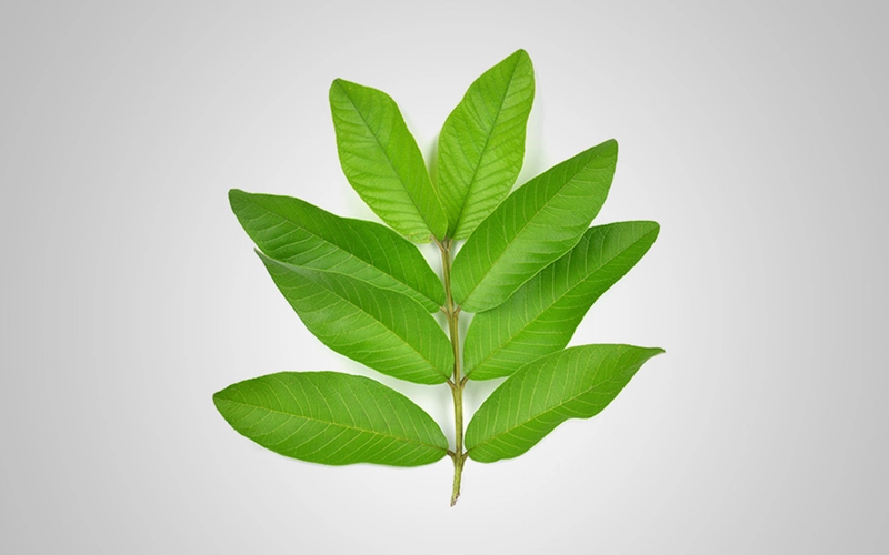 Rites of Motherhood: Filipino Folk Practices and Herbal Medicine 썸네일