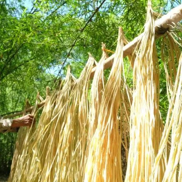 Vietnamese Conical Hat: From Everyday Object to Intangible Cultural Heritage