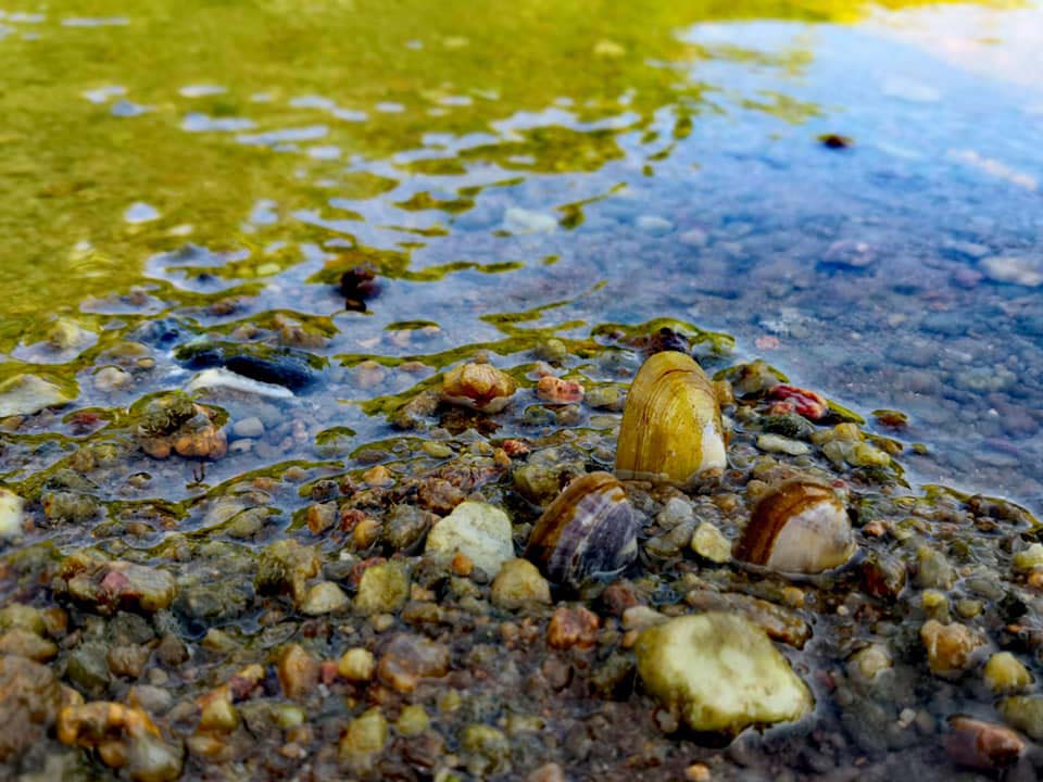 Natural marine life found in coastal areas. © YumJon Facebook Page, February 2021