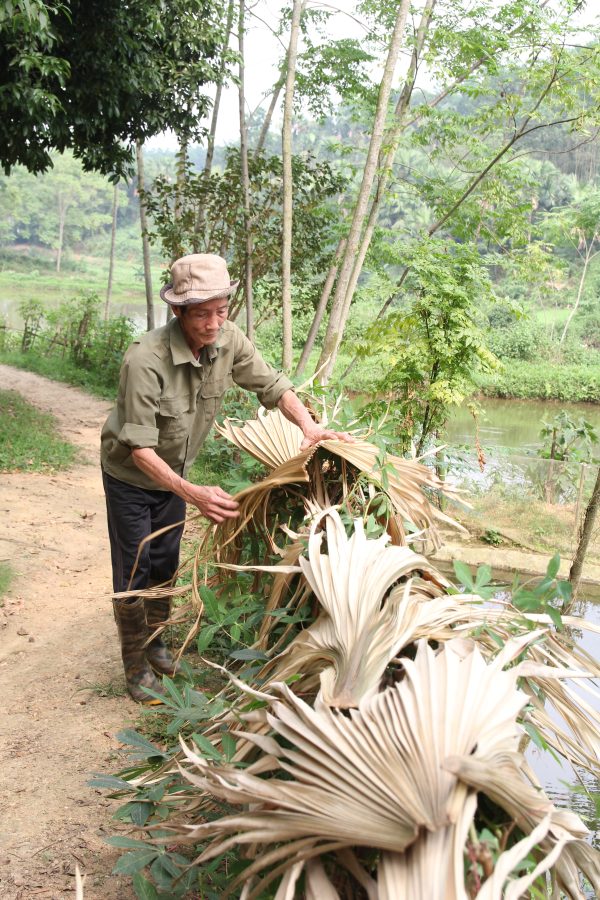 Drying material, palm leaves (Phu Tho province) © Department of Cultural Heritage